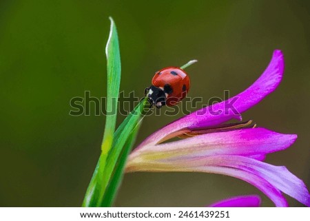 Similar – Image, Stock Photo Macro shot of garden rose