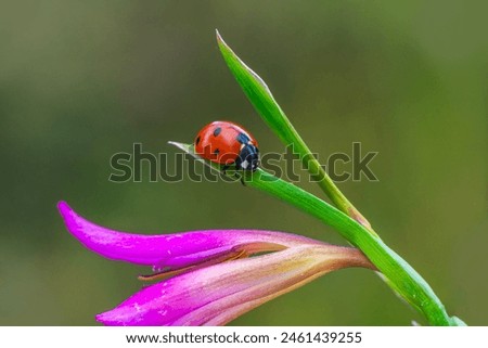Similar – Image, Stock Photo Macro shot of garden rose