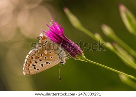 Similar – Image, Stock Photo Macro shot of garden rose