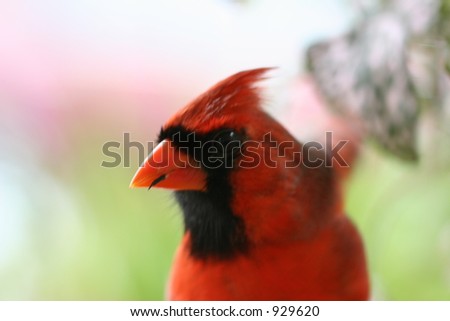 Cardinal ready to fly.