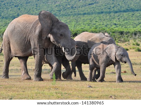 Elephant Family 30