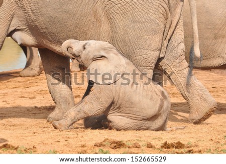 African Elephant calf sitting