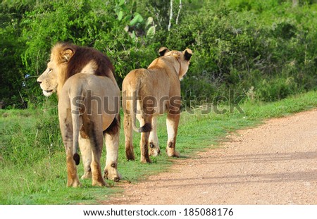 Male Lion and Lioness walking together