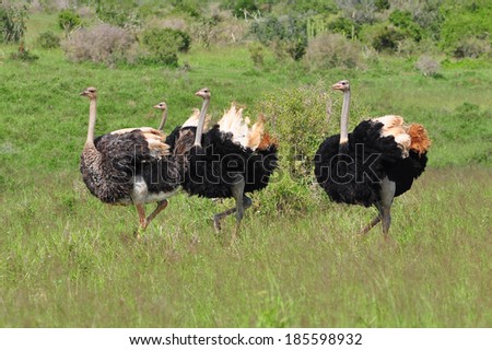 Ostrich doing mating dance