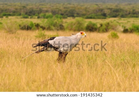 Secretary Bird hunting in savannah with an insect