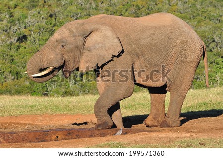 African Elephant at watering hole