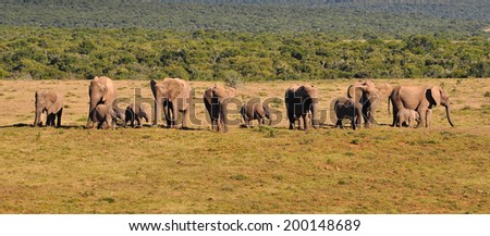 Many African Elephants in A line