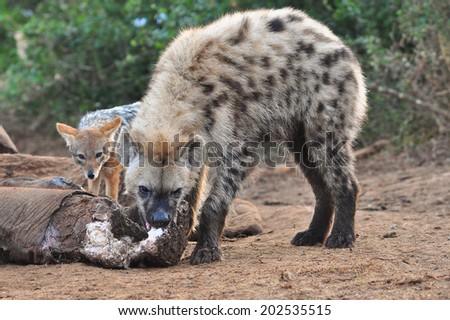 Spotted Hyena eating a elephant leg bone with jackal