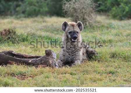Spotted Hyena sitting next to a elephant leg bone