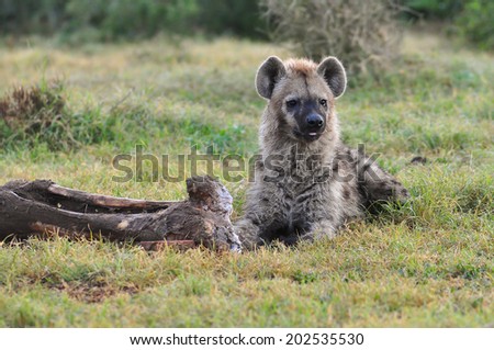 Spotted Hyena eating a elephant leg bone
