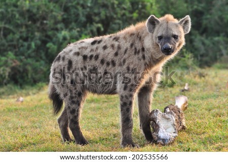 Spotted Hyena eating a elephant leg bone