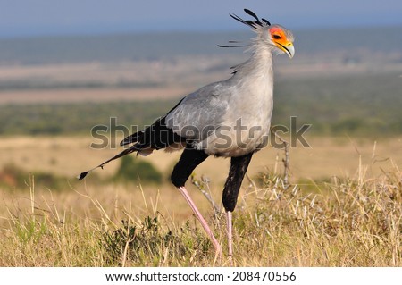 Secretary bird hunting in the savannah