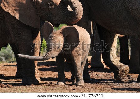 Elephant calf at watering hole with large elephants