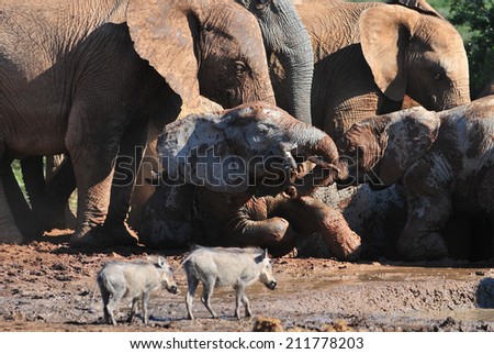 African Elephants playing in the mud