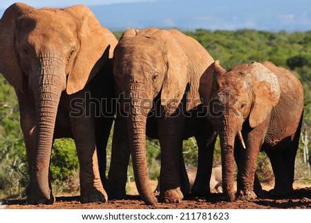 Three different sizes of elephant