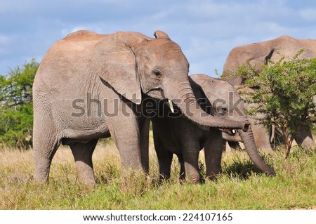 African Elephant eating thorn tree
