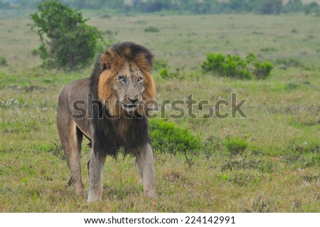 Lion standing in the savannah