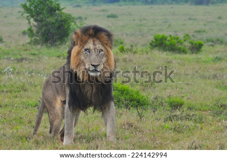 Lion standing in the savannah