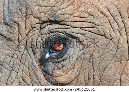 Elephants eye