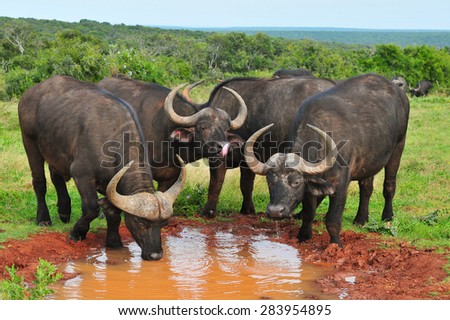 Cape Buffalo at a watering hole