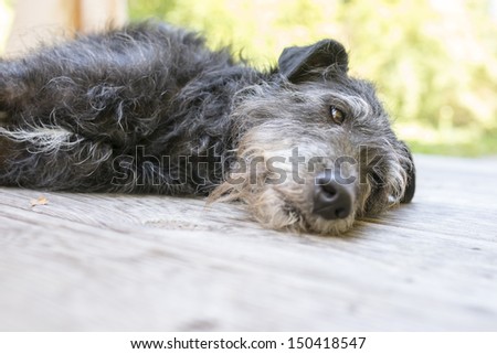 Cute black dog resting on wooden porch. Shallow depth of field.