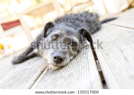 Cute black dog lying on wooden porch.