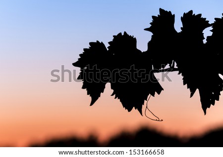 Grape leaves silhouette at dusk.