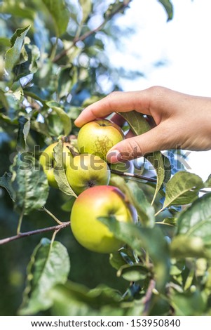 Closeup of male hand picking ripe juicy autumn apples.
