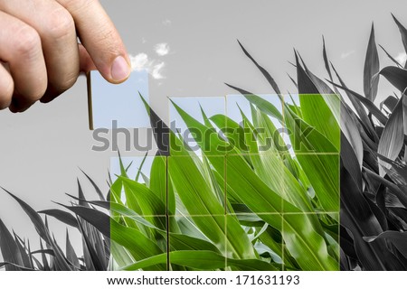 Man bringing life back to nature in a conceptual image where he is replacing a black and white image of green leaves on a maize or corn plant with coloured cubes