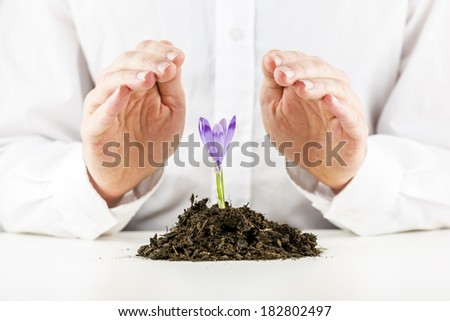 Man protecting a beautiful delicate purple spring freesia flower with his cupped hands as it sprouts in a mound of rich organic earth in a conceptual image.