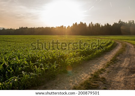 Sunrise over a field of young fresh green maize plants in an agricultural field with the sun rising over a line of trees at the end of a curving farm track.