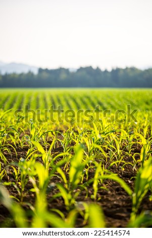 Field of young fresh green maize or corn plants backlit by the sun with shallow dof stretching into the distance.