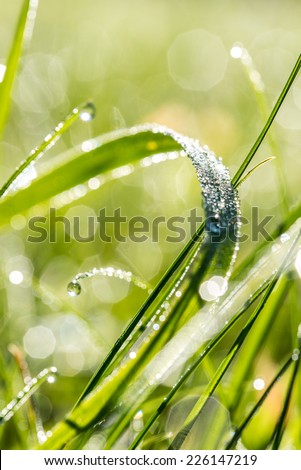 Raindrops or dewdrops glistening in the sunlight on a blade of fresh green grass in an ecological and nature background.