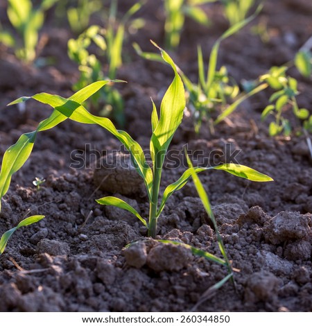 Closeup of young green corn seedlings in moist soil in a beautiful agriculture concept with gentle sunlight.
