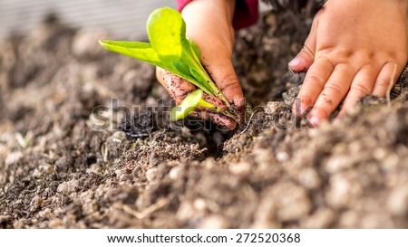Hands planting a young green shoot in the ground, symbolic of the spring season, plant growth and renewal of nature, close up view.