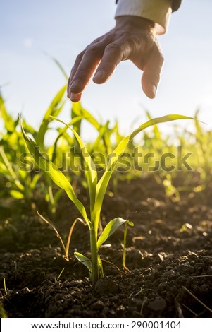 Businessman holding his hand above a young maize plant growing in an agricultural field backlit by the warm glow of the morning sun.