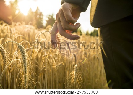 Businessman walking through a golden wheat field touching an ear of ripening wheat at sunset backlit by the golden sun. Conceptual of turning back to nature for inspiration, energy and peace of mind.