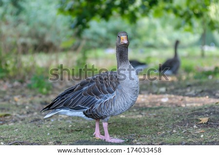 colourful goose stnading in regent park