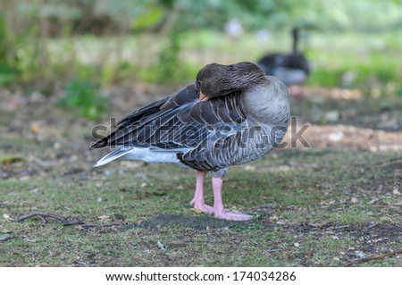colorful goose standing in regent park