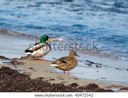 male and female duck by the sea