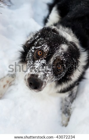 dog covered in snow