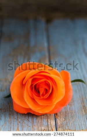 single orange rose on vintage turquoise wooden background