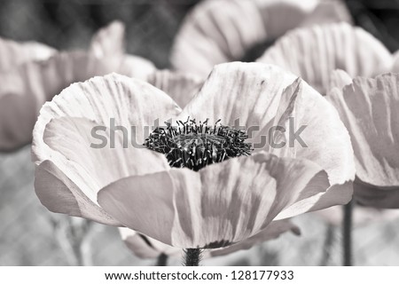 Field with flower of the poppy. In sepia