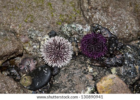 Sea urchin on a rock by the sea. Canary Islad
