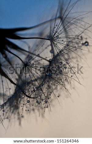 Abstract dandelion flower background, extreme closeup. Big dandelion on natural background. Art photography