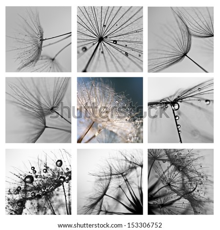 collage with photos of dandelions. artistic photos of dandelions