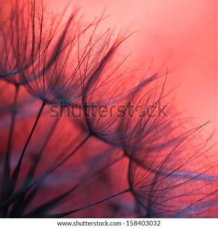 Abstract dandelion flower background, extreme closeup. Big dandelion. Art photography