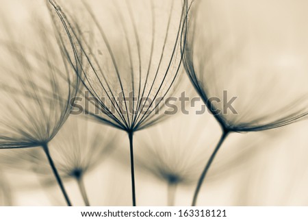 Abstract Dandelion