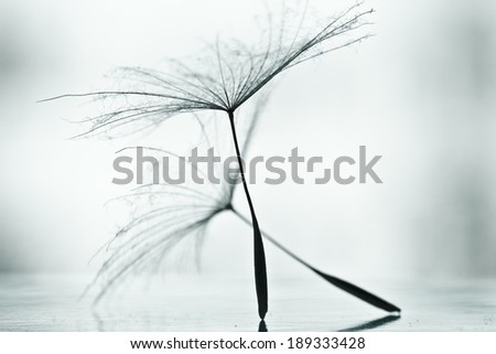Wet dandelion on white, shiny surface with small droplets of water