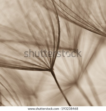 Abstract dandelion flower background, extreme closeup. Big dandelion. soft focus image of big dandelion